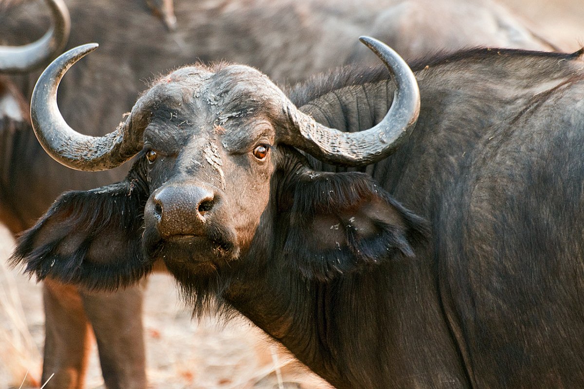 Буйвол из рода bubalis