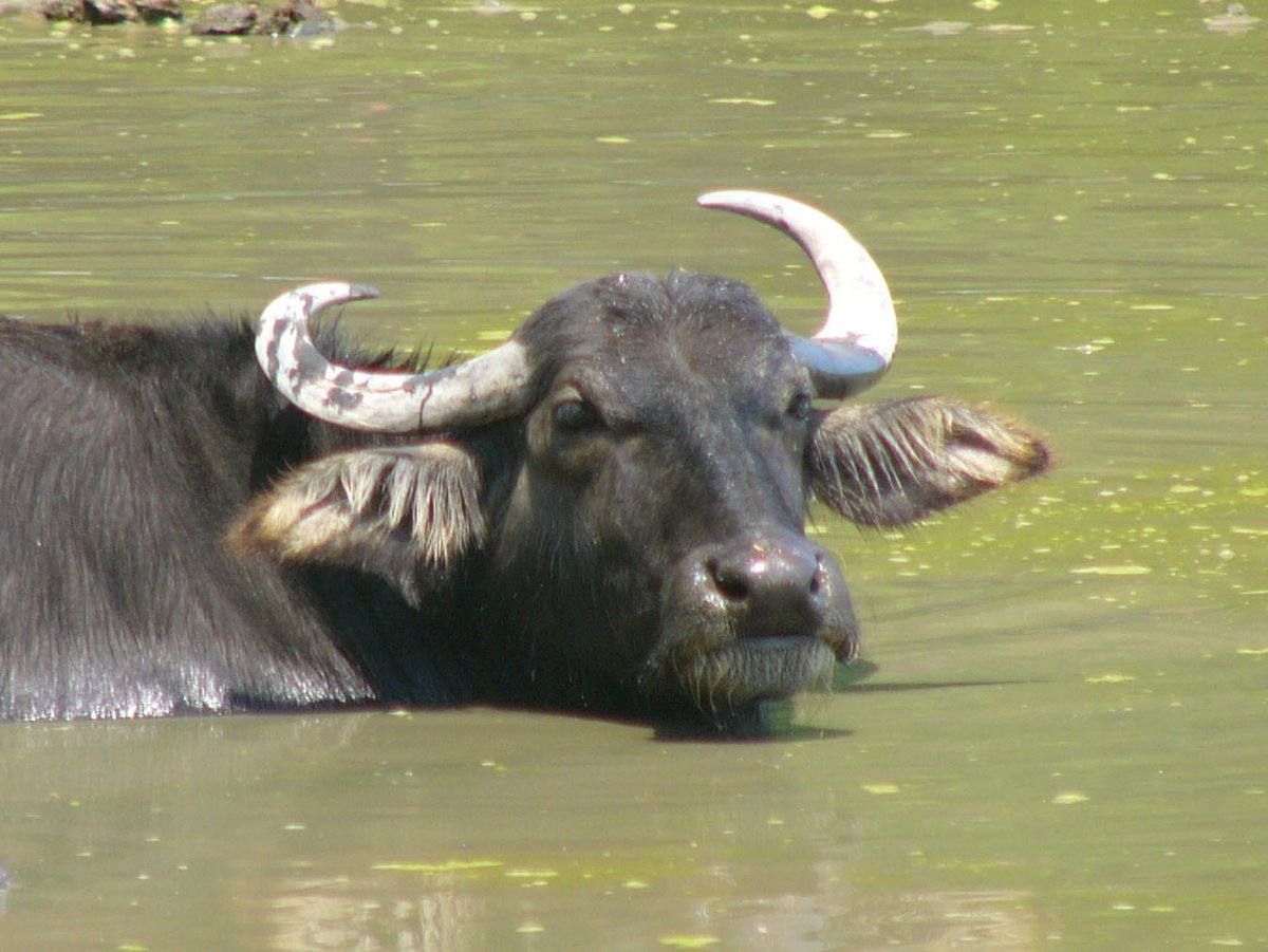 Бычок-буйвол Taurulus bubalis