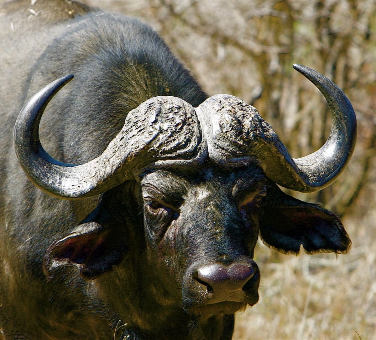 Винторогий буйвол