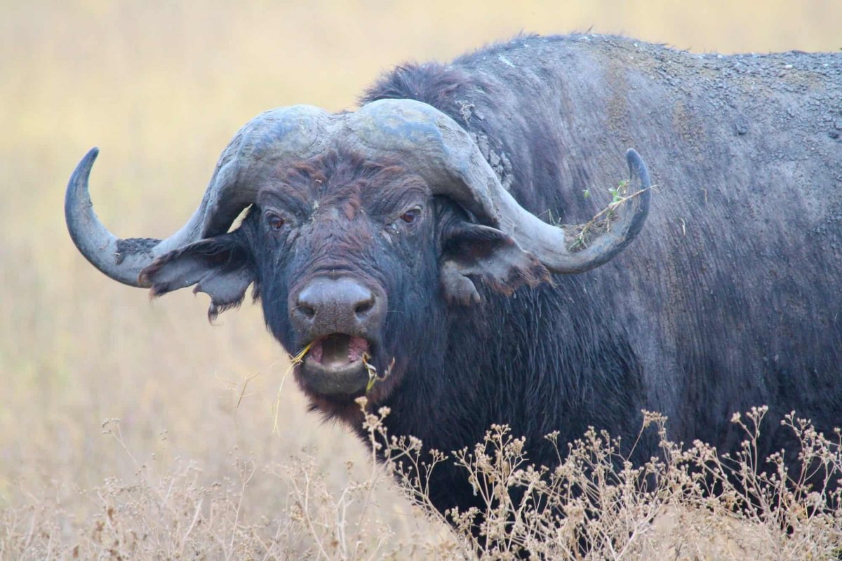 Буффало бык