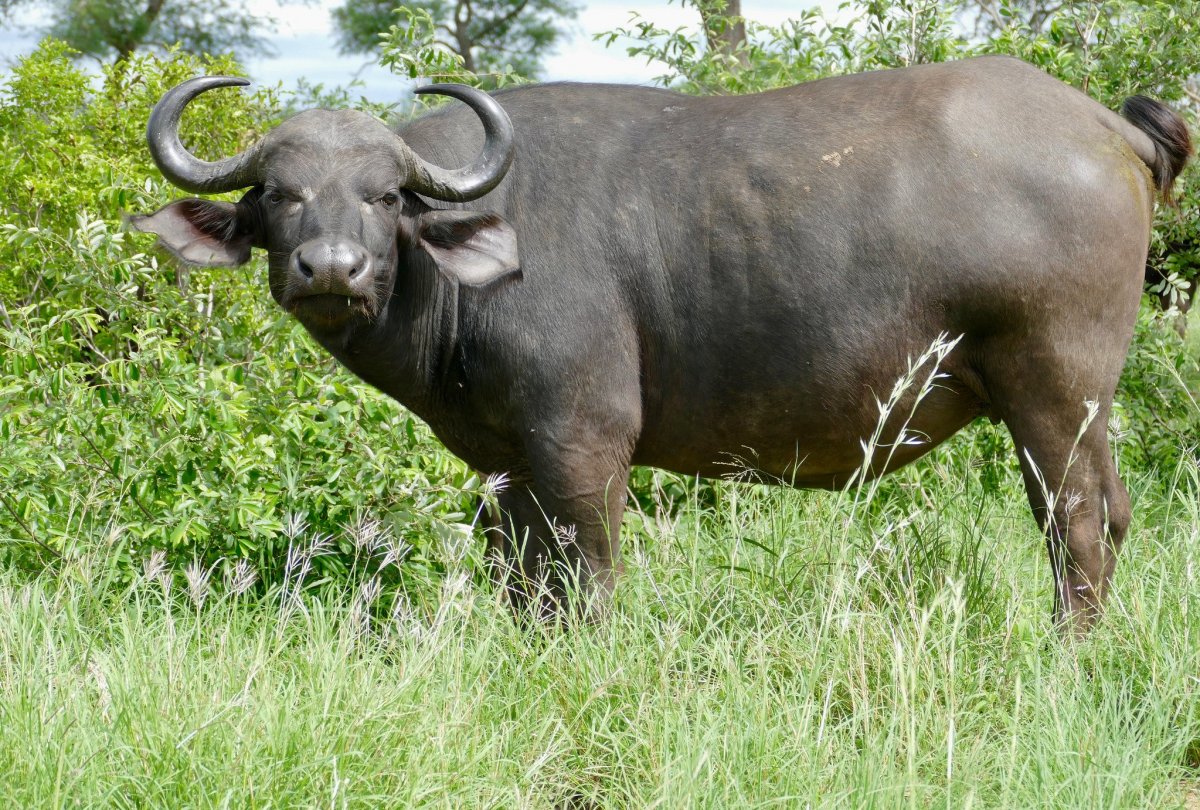 Ареал буйволов