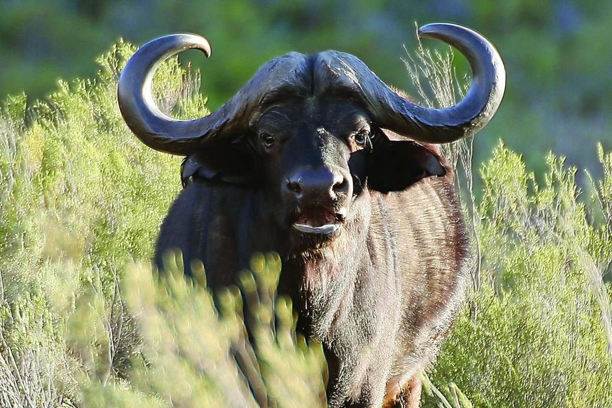 Шерстистый буйвол