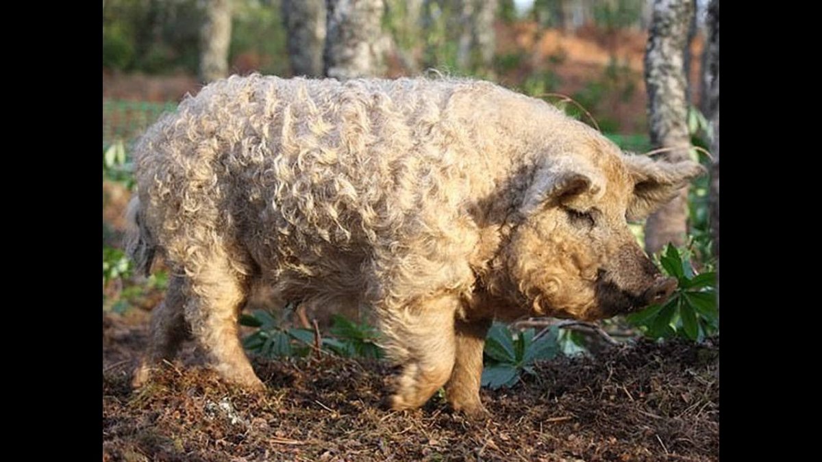 Порода венгерская мангалица