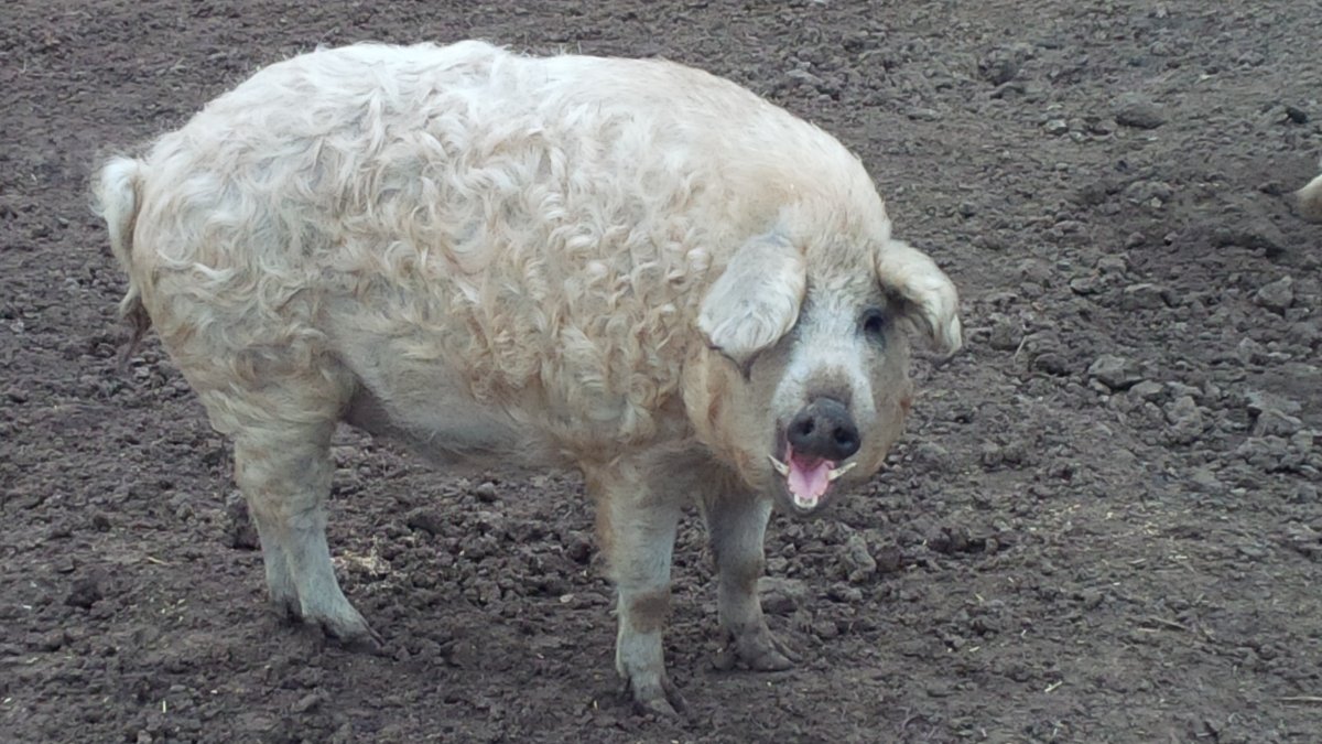 Волосатые свинки