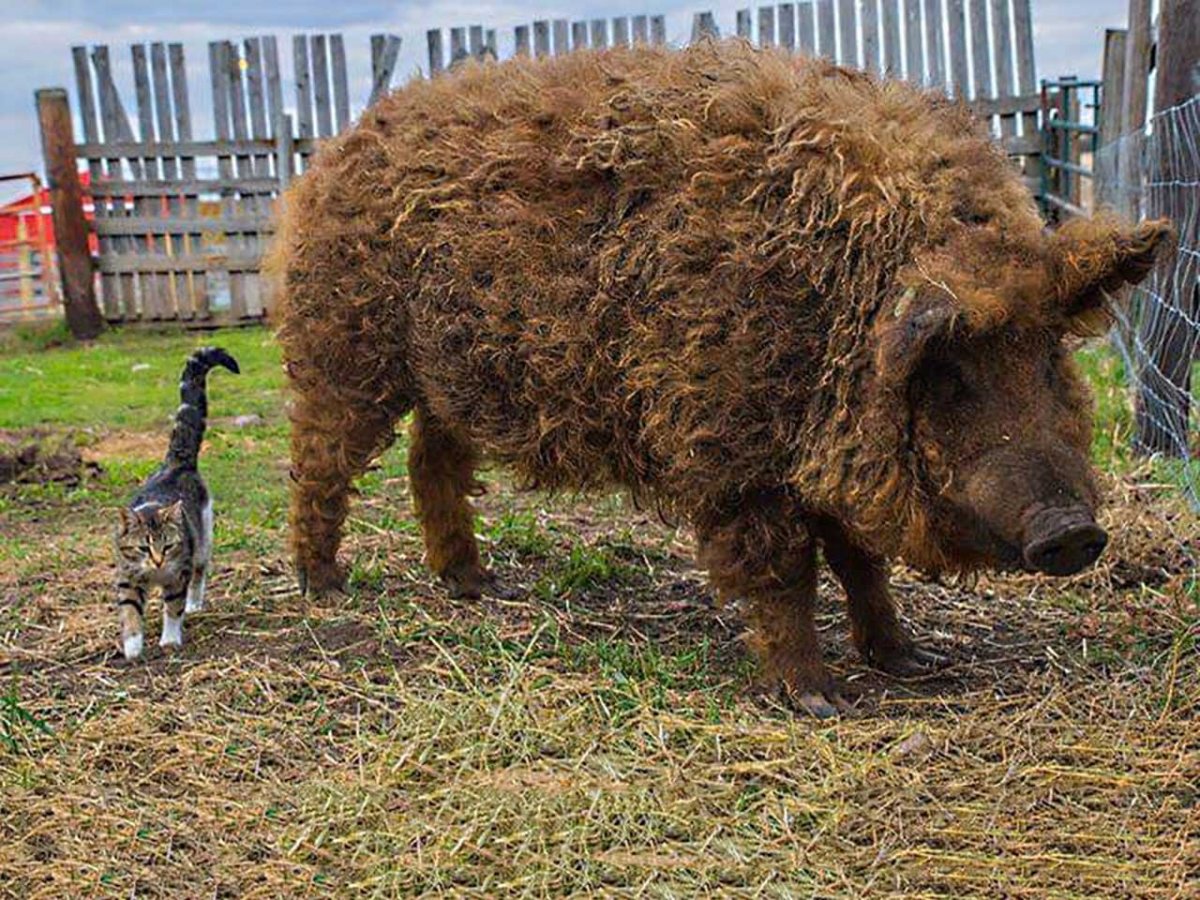 Кудрявые свиньи мангалица