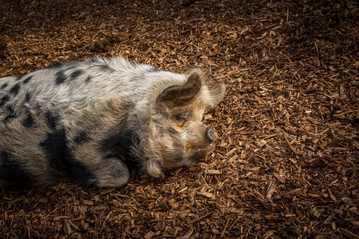 Самая большая порода свиней в мире
