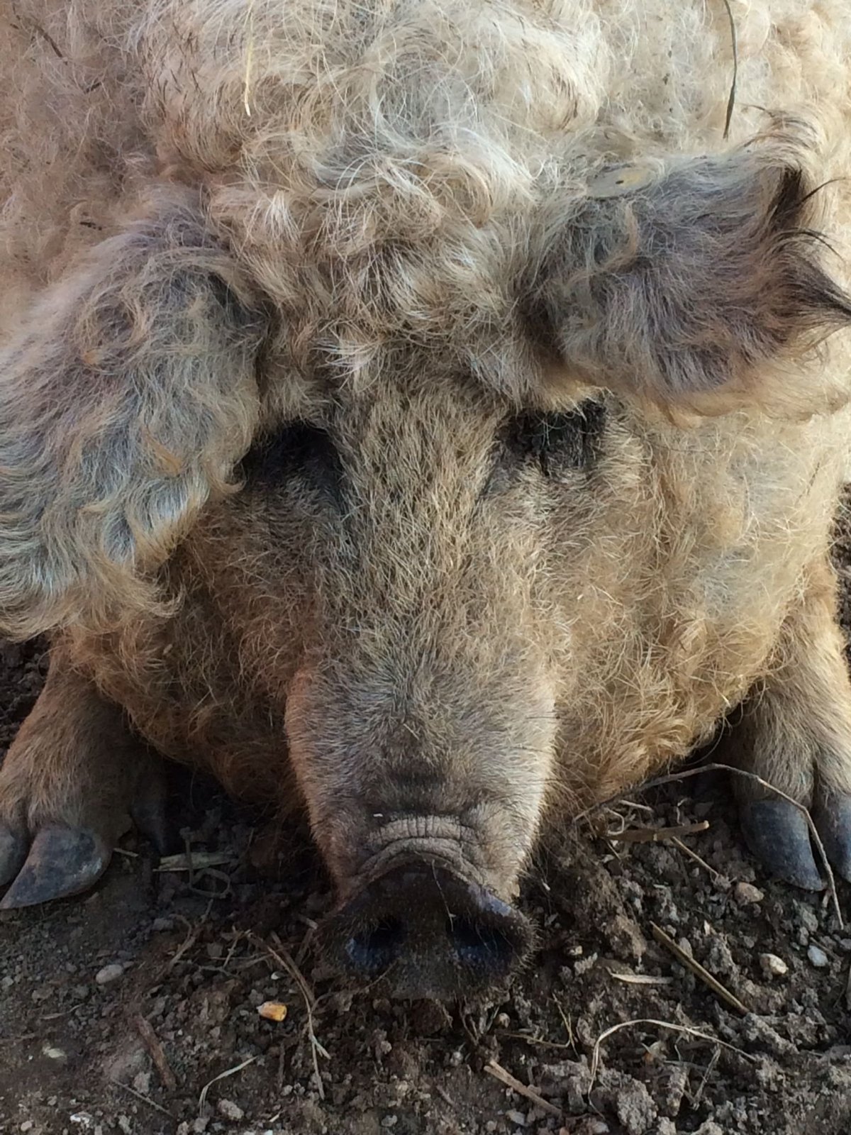 Кудрявые свиньи мангалица