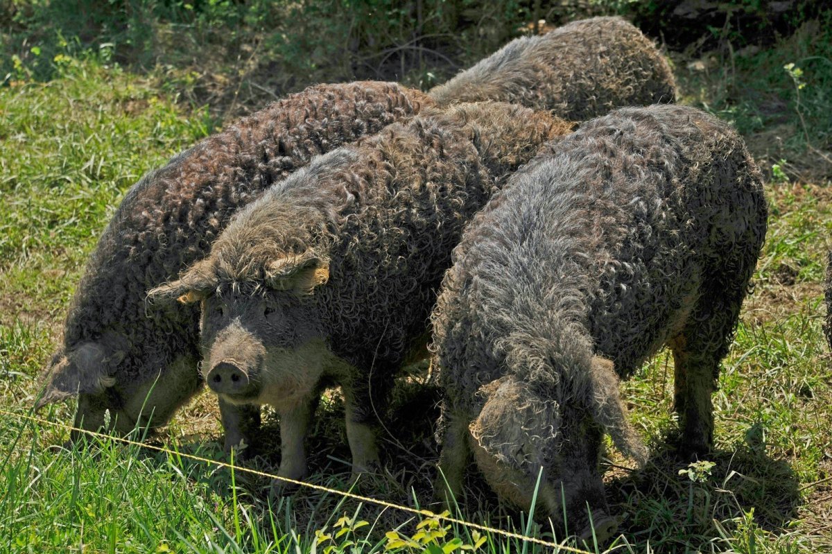 Кудрявые свиньи мангалица