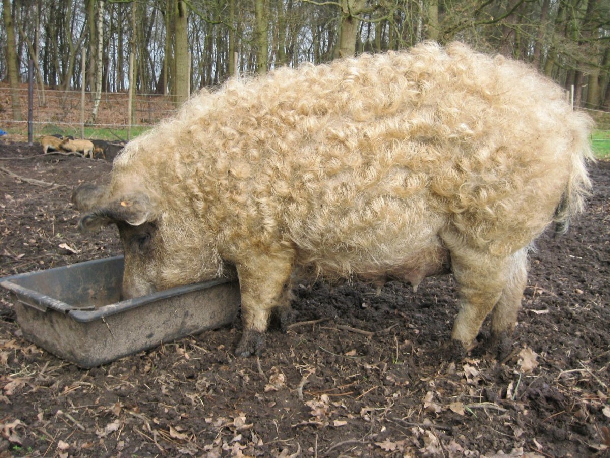 Кучерявая свинья