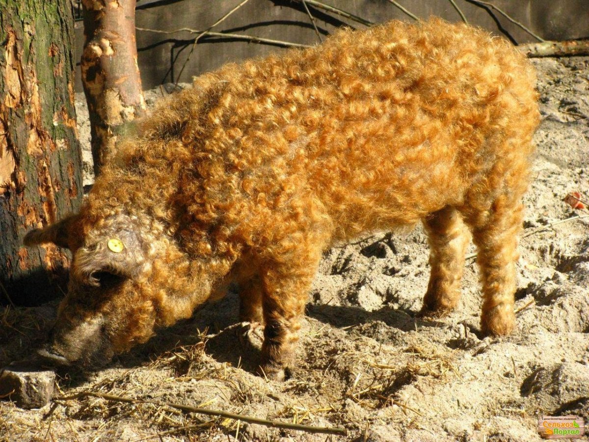 Порода венгерская мангалица