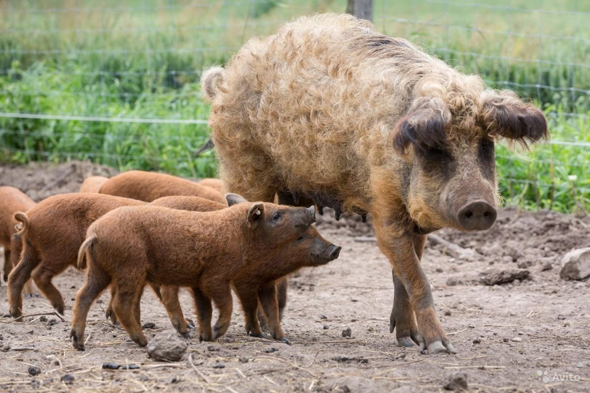 Венгерская пуховая мангалица