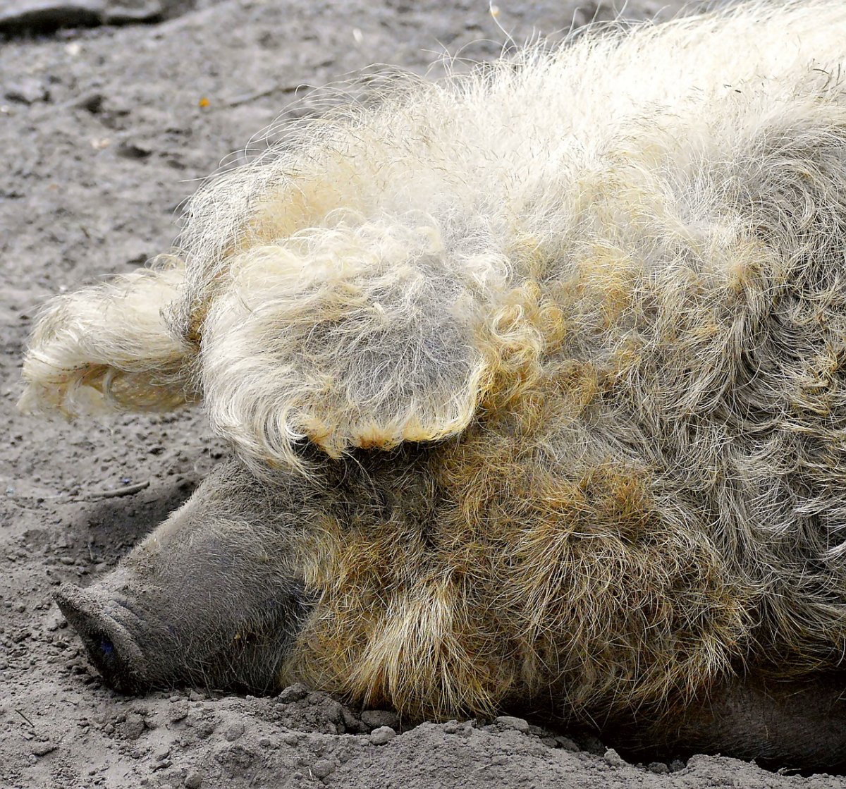 Кудрявая свинья