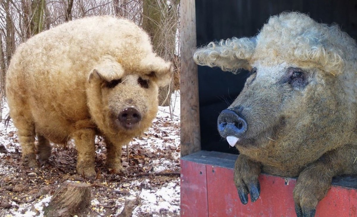 Венгерский кабан кучерявый