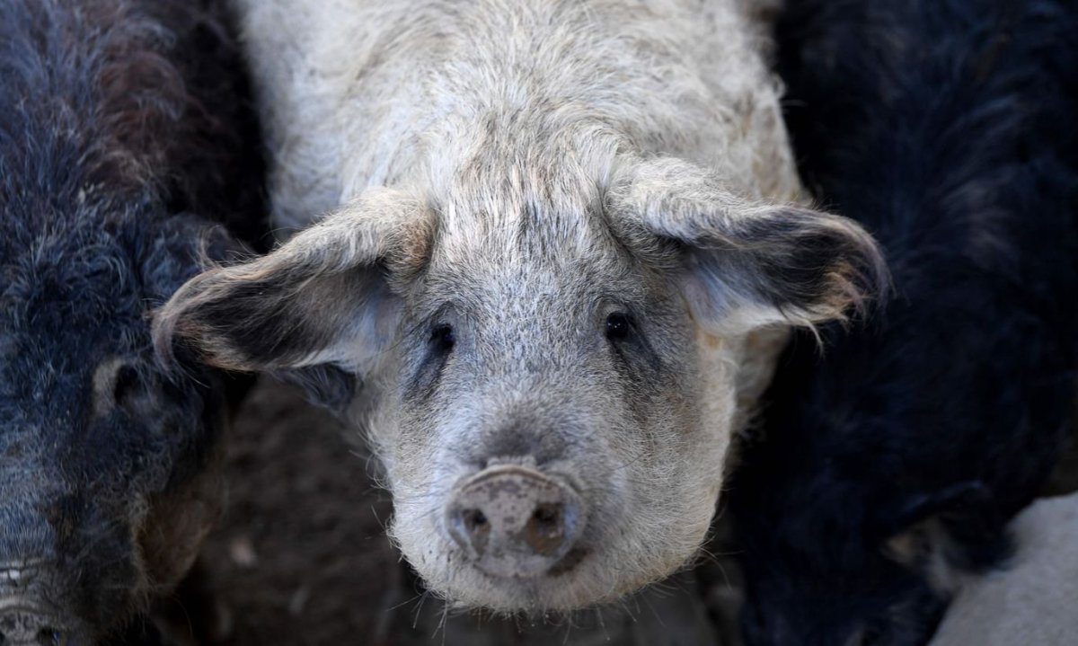 Лохматые свиньи