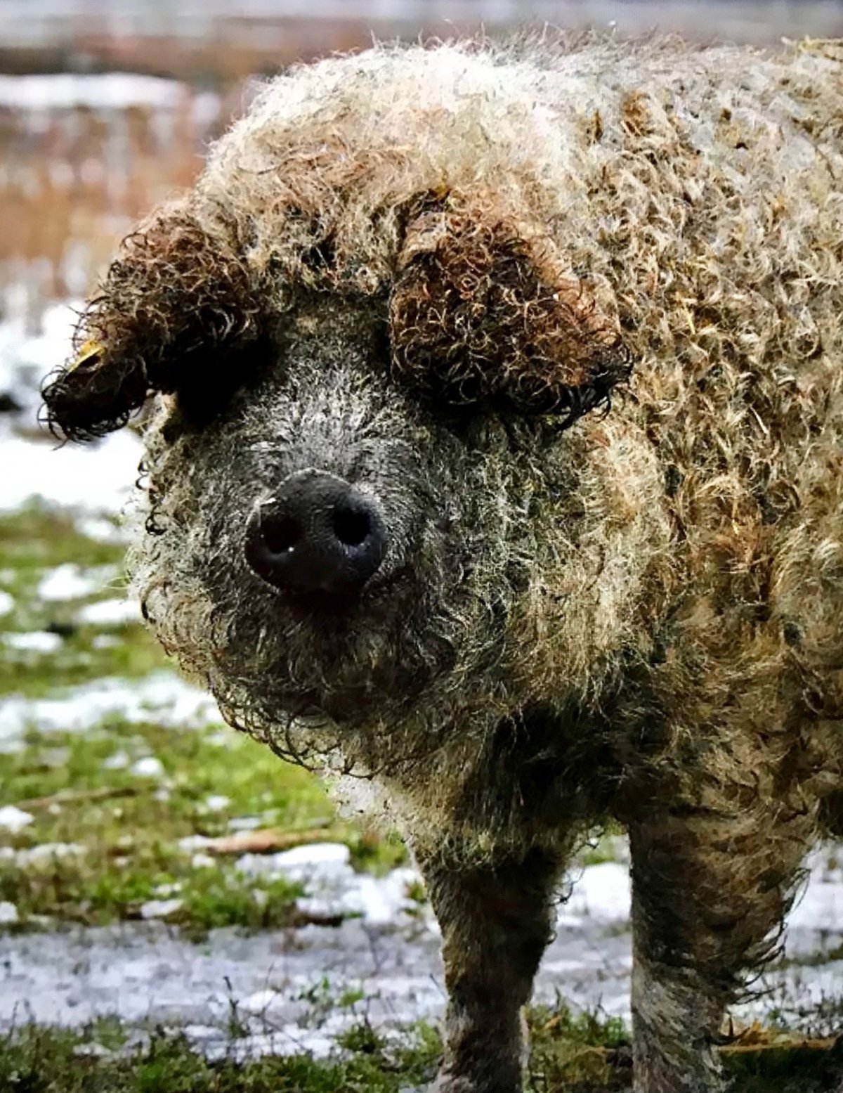 Венгерская мангалица черная