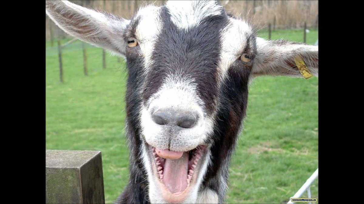 Счастливая коза