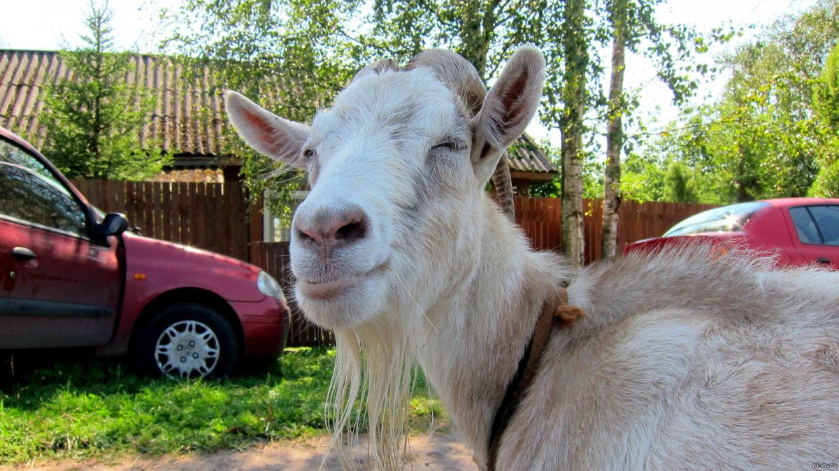 Веселая коза
