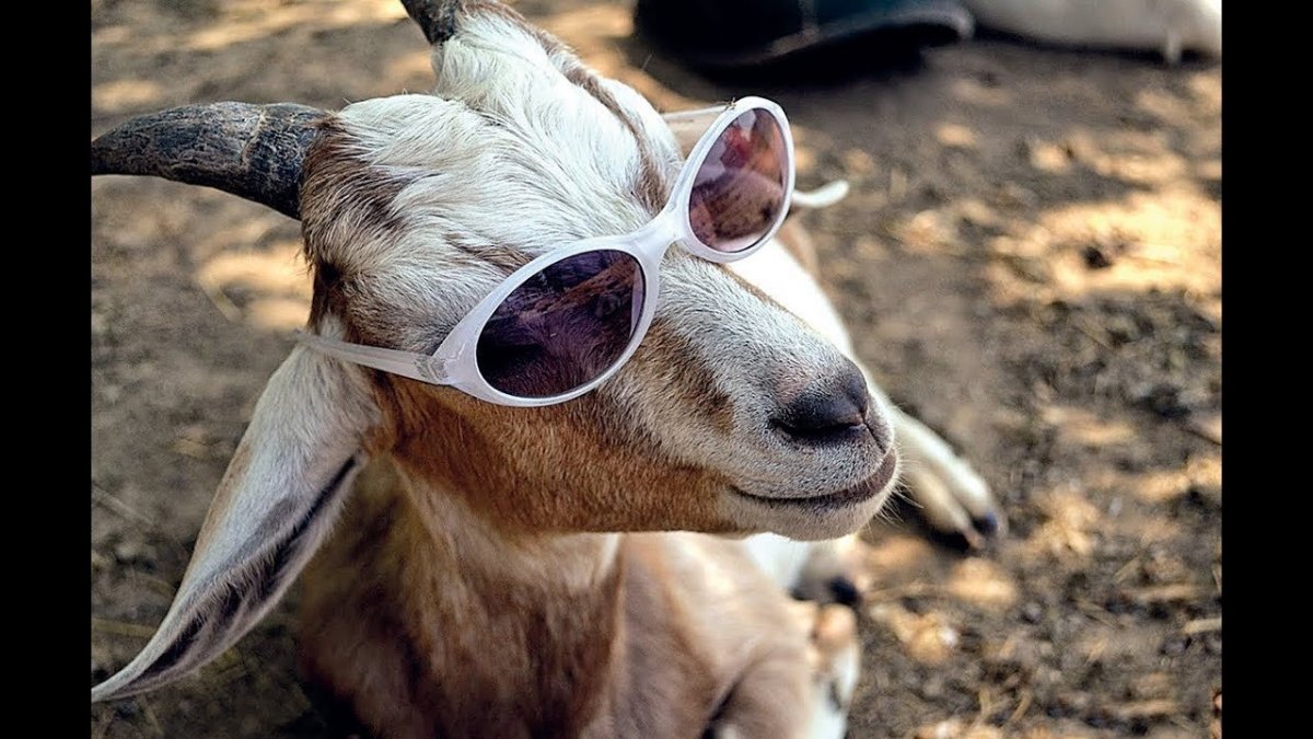 Козёл в очках