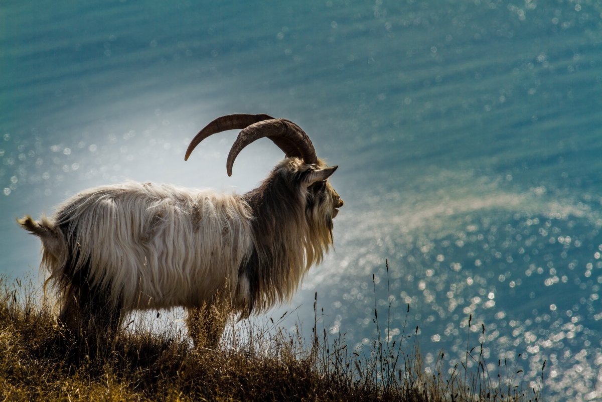 Козел без Рогов