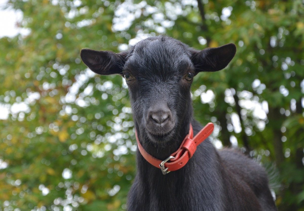 Козлина на дороге