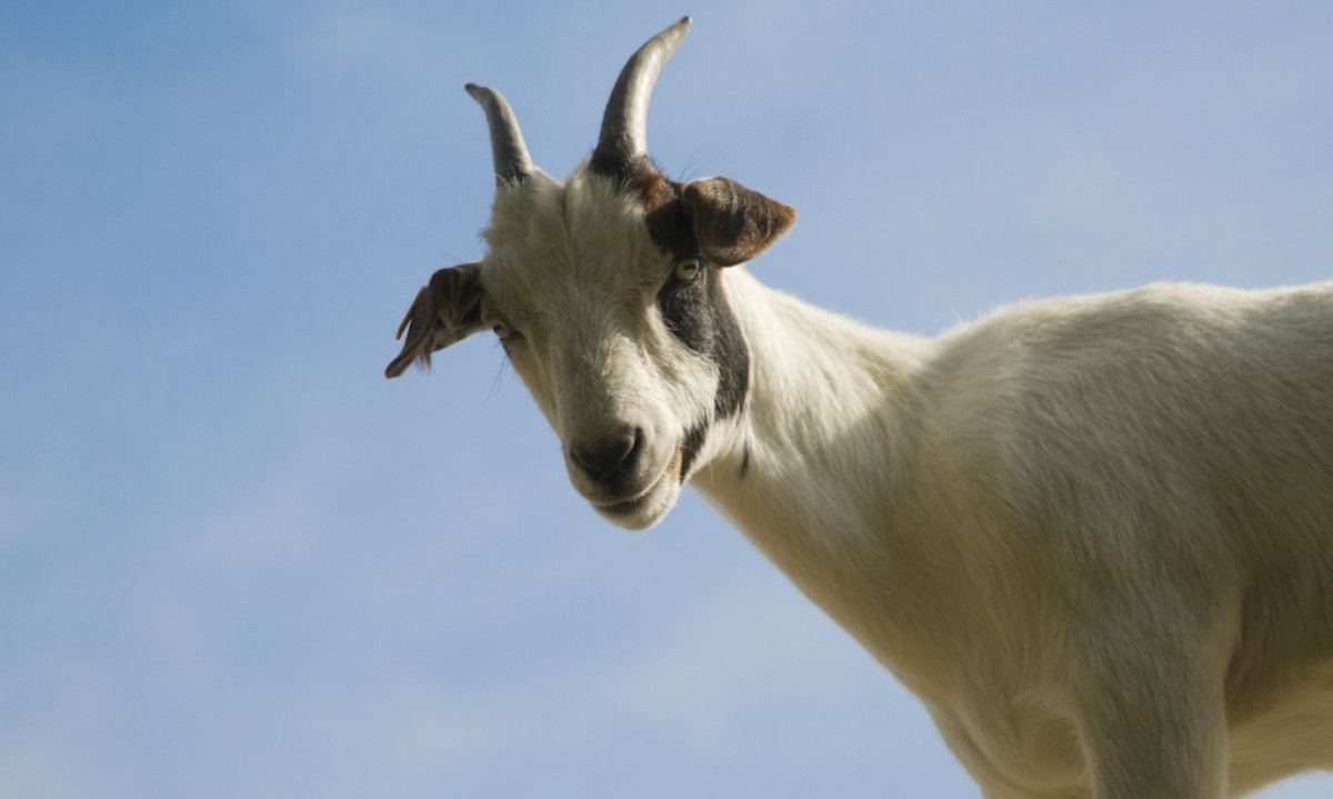 Коза в очках