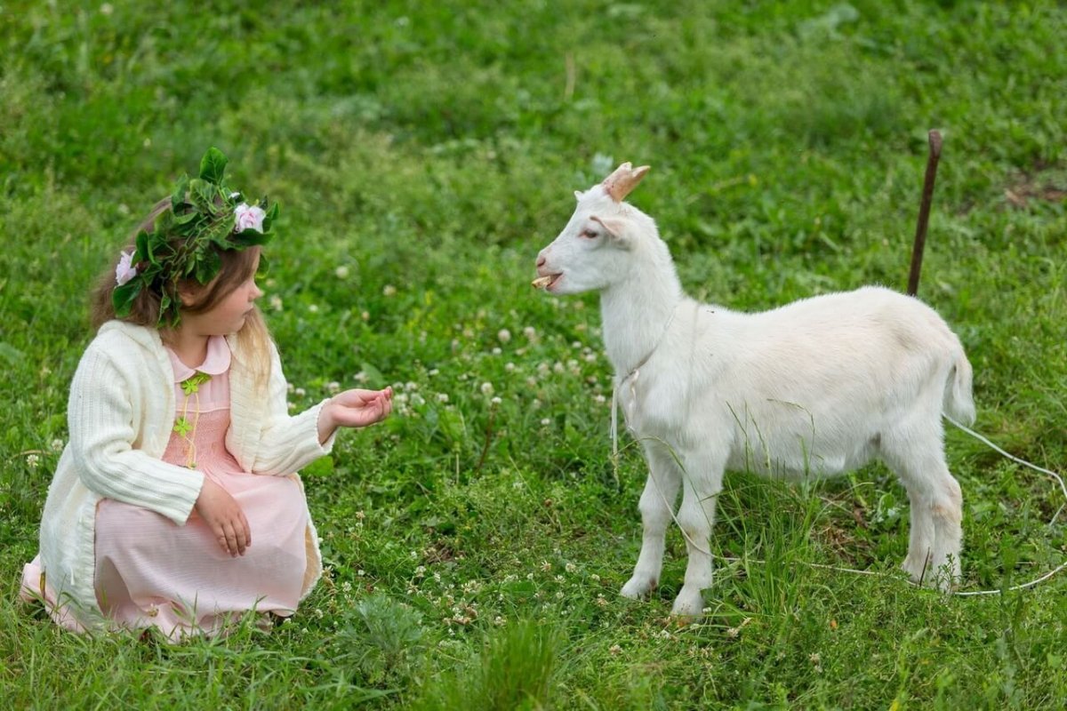 Смешная коза