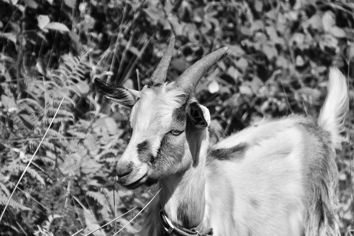 Шапочка козочка