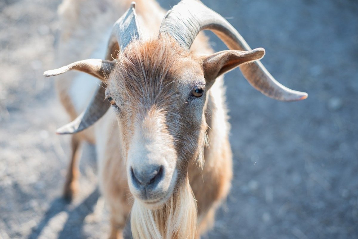 Горноалтайская коза