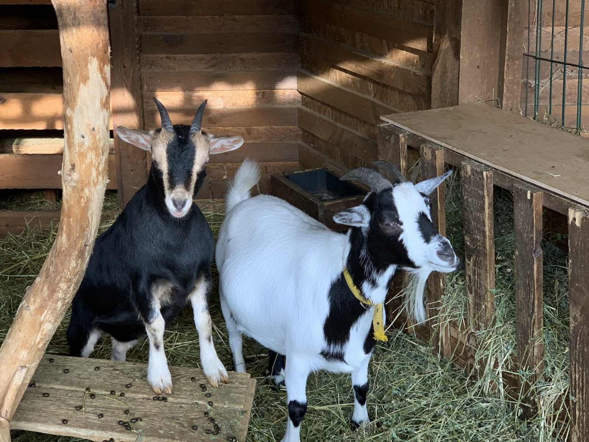 Граубюнденская Лучистая порода коз