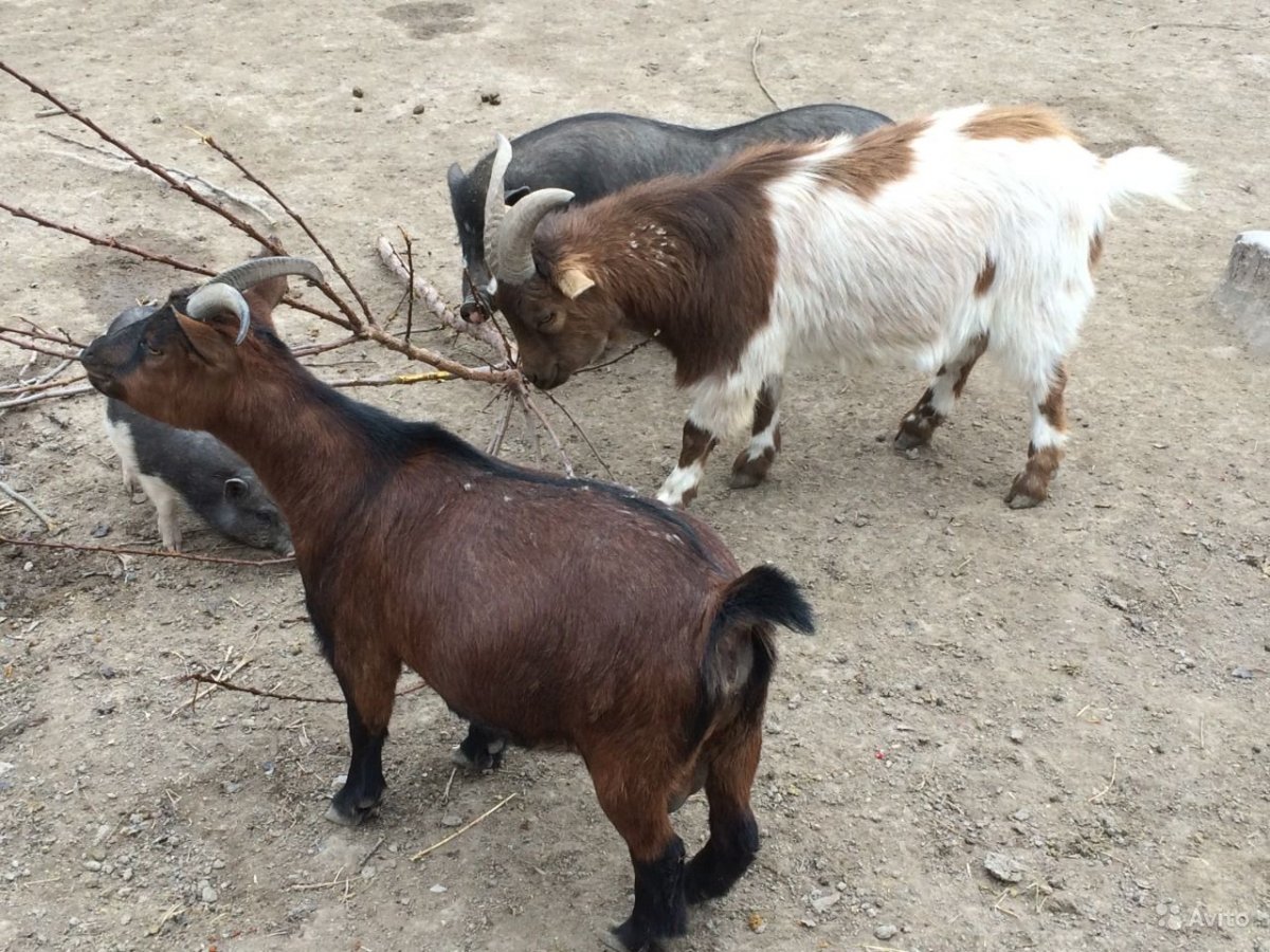 Карликовые козы породы