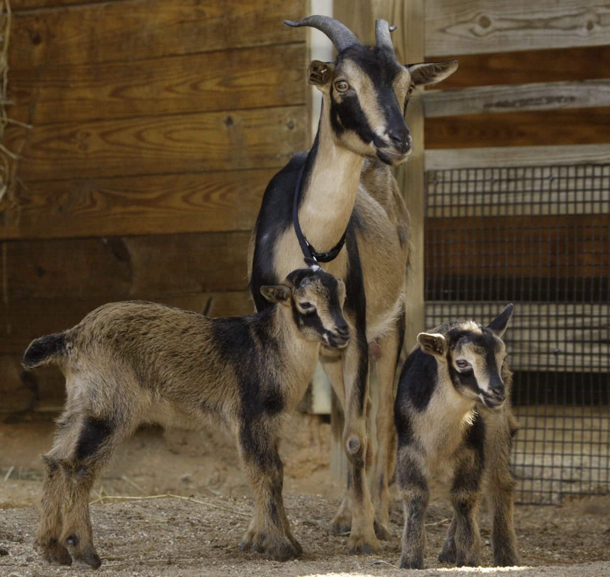Индийские козы Барбари