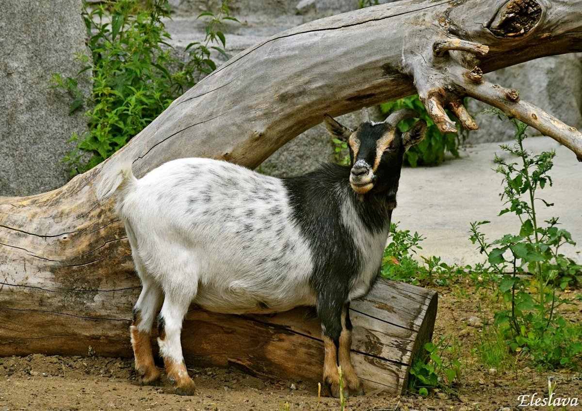 Камерунские Карликовые овцы