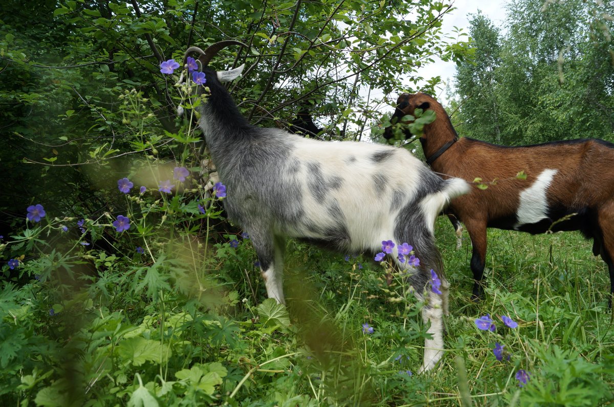 Пиакок козы