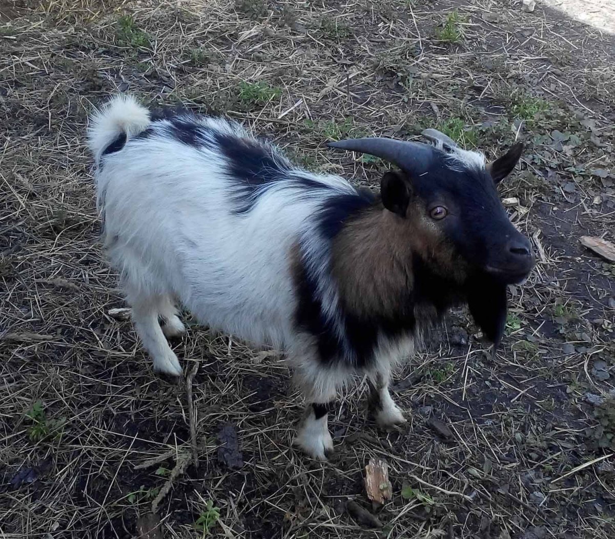 Камерунская порода коз