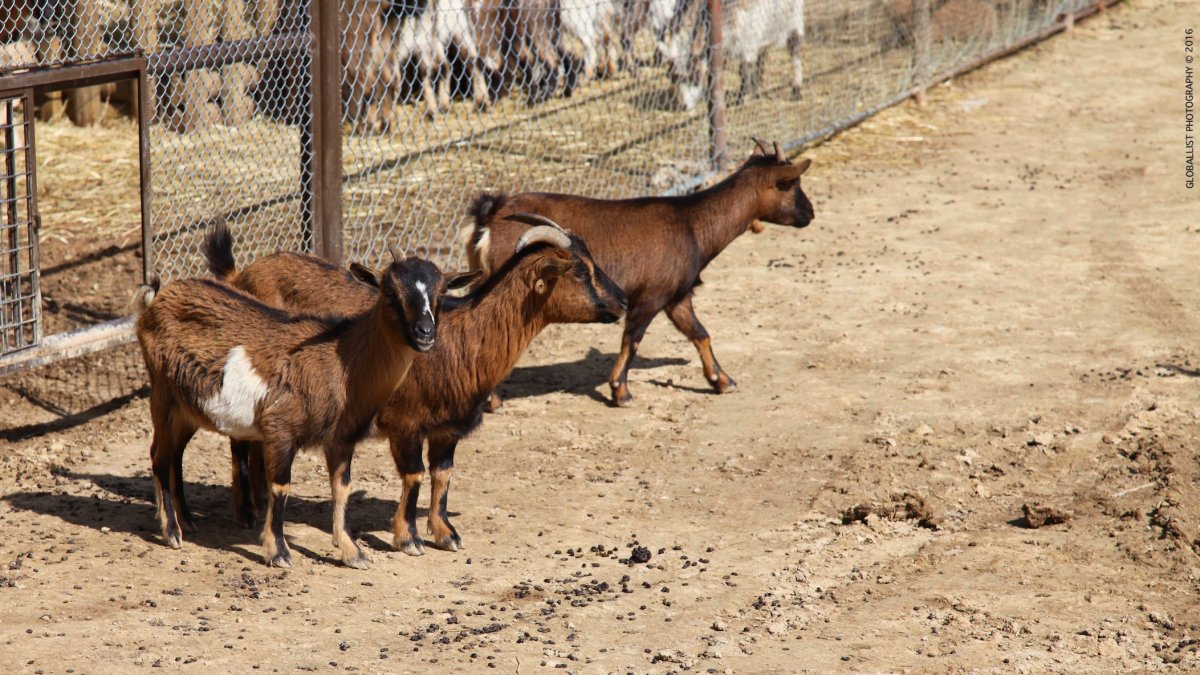 Карликовая Австрийская порода коз