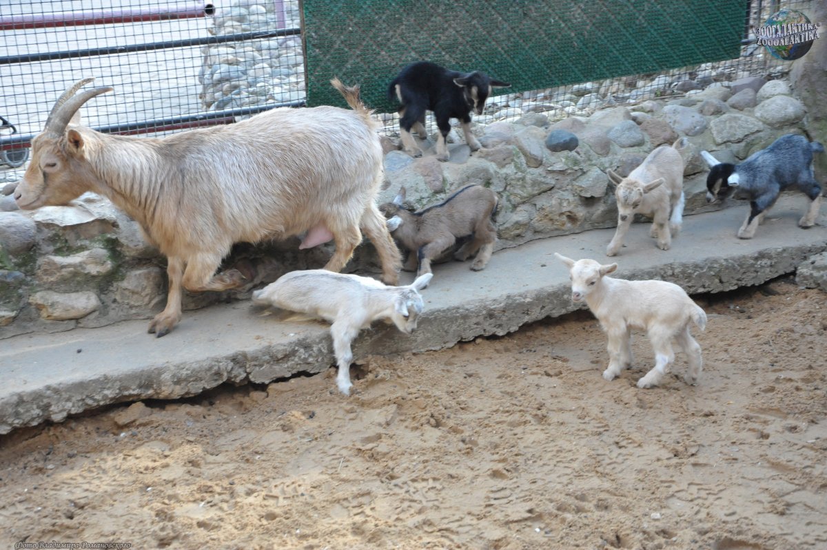 Камерунские Карликовые козы