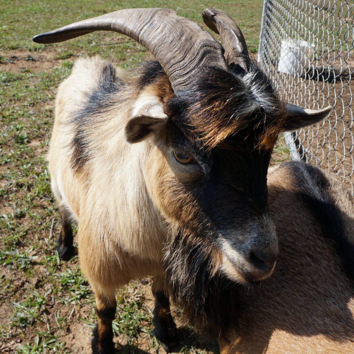 Камерунский карликовый козел