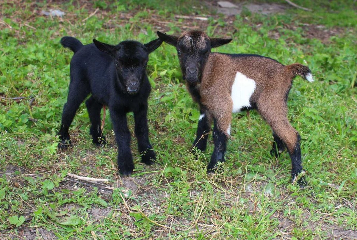 Маленькие козлики порода