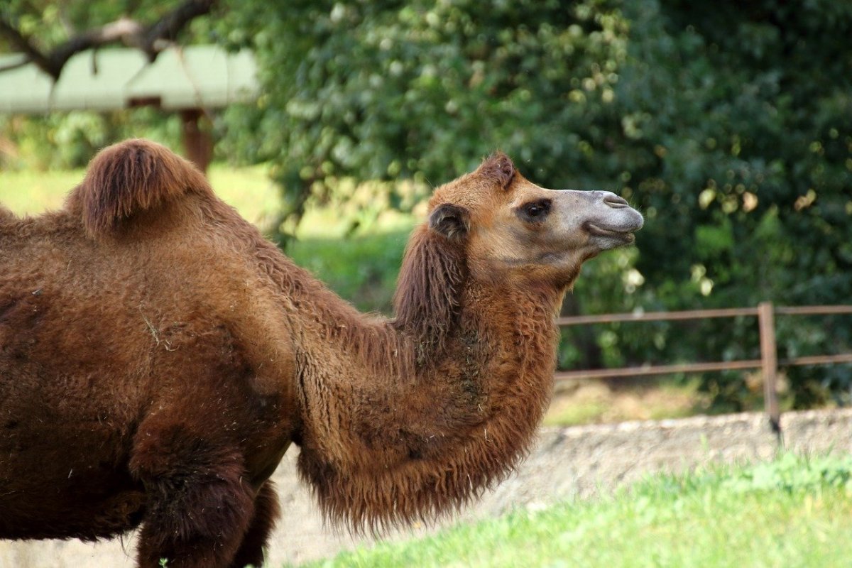 Двугорбый верблюд бактриан