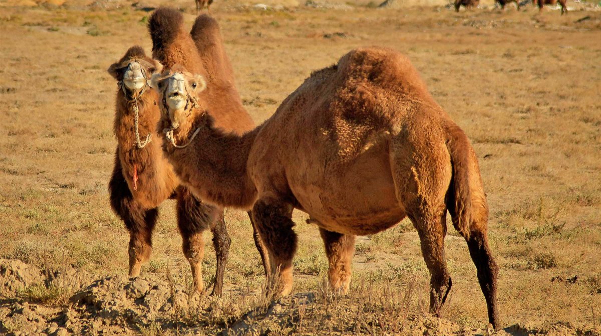 Адаптация животных верблюд