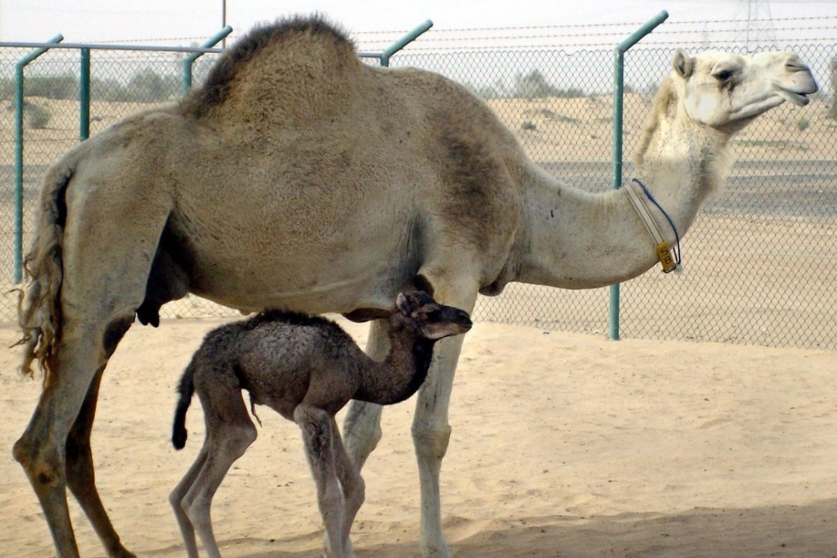 Одногорбый верблюд Африка