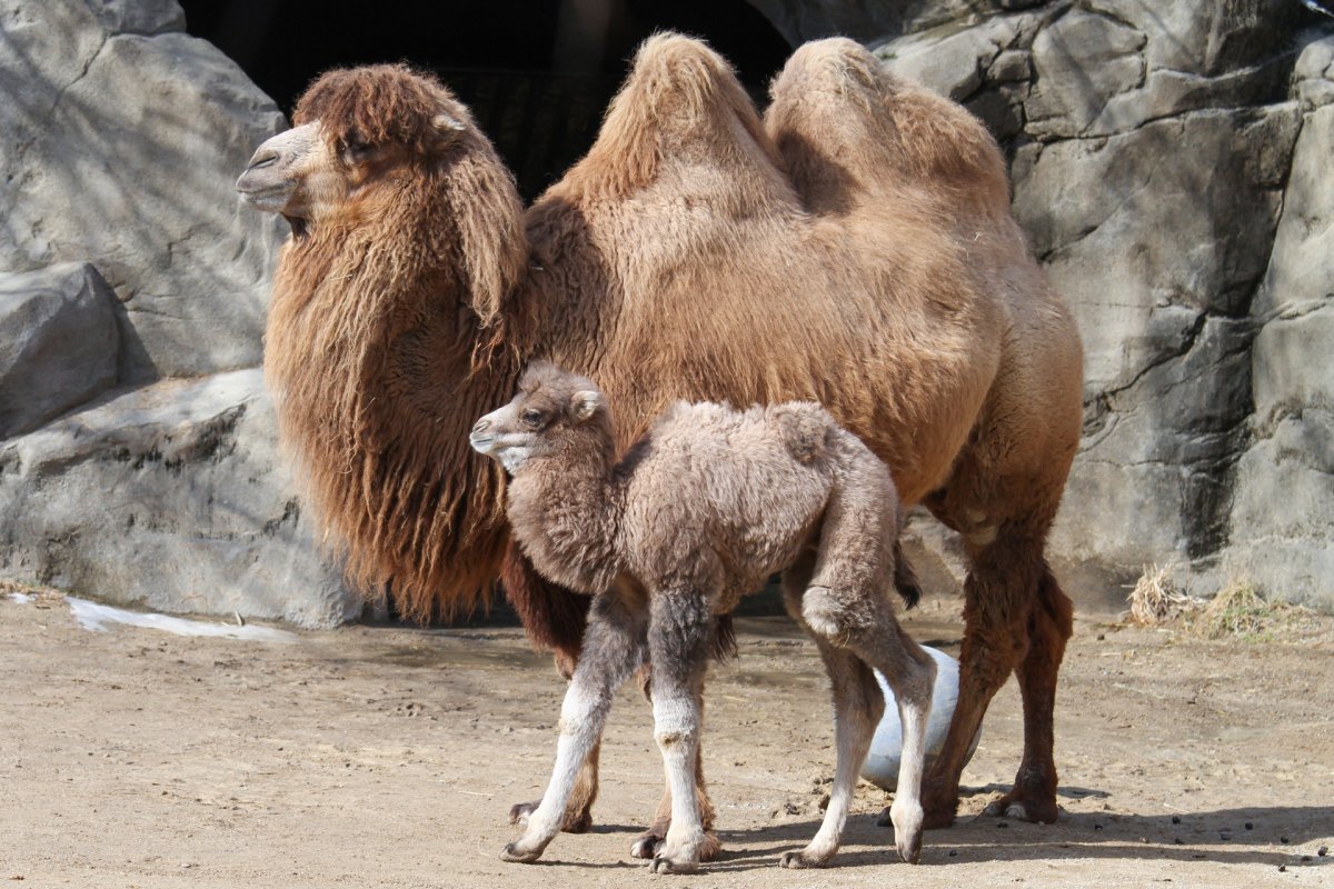 Лежачий верблюд