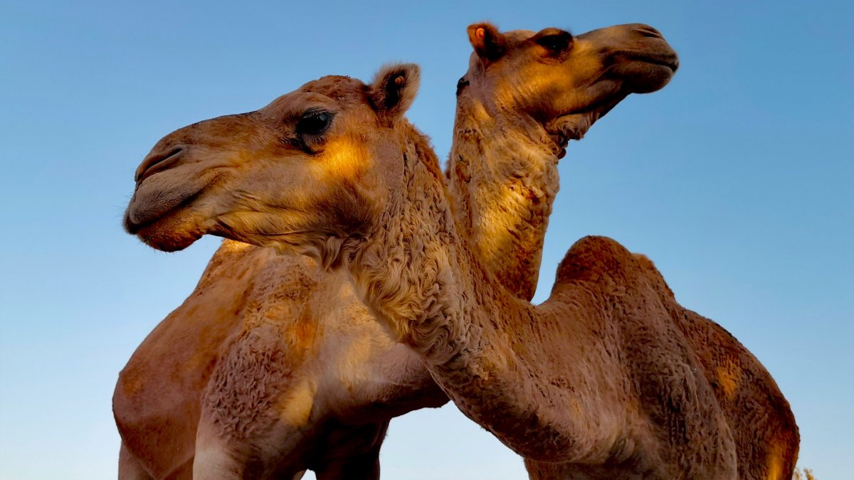 Беременный верблюд