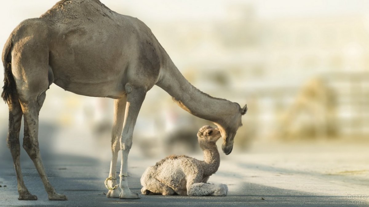 Верблюд анфас