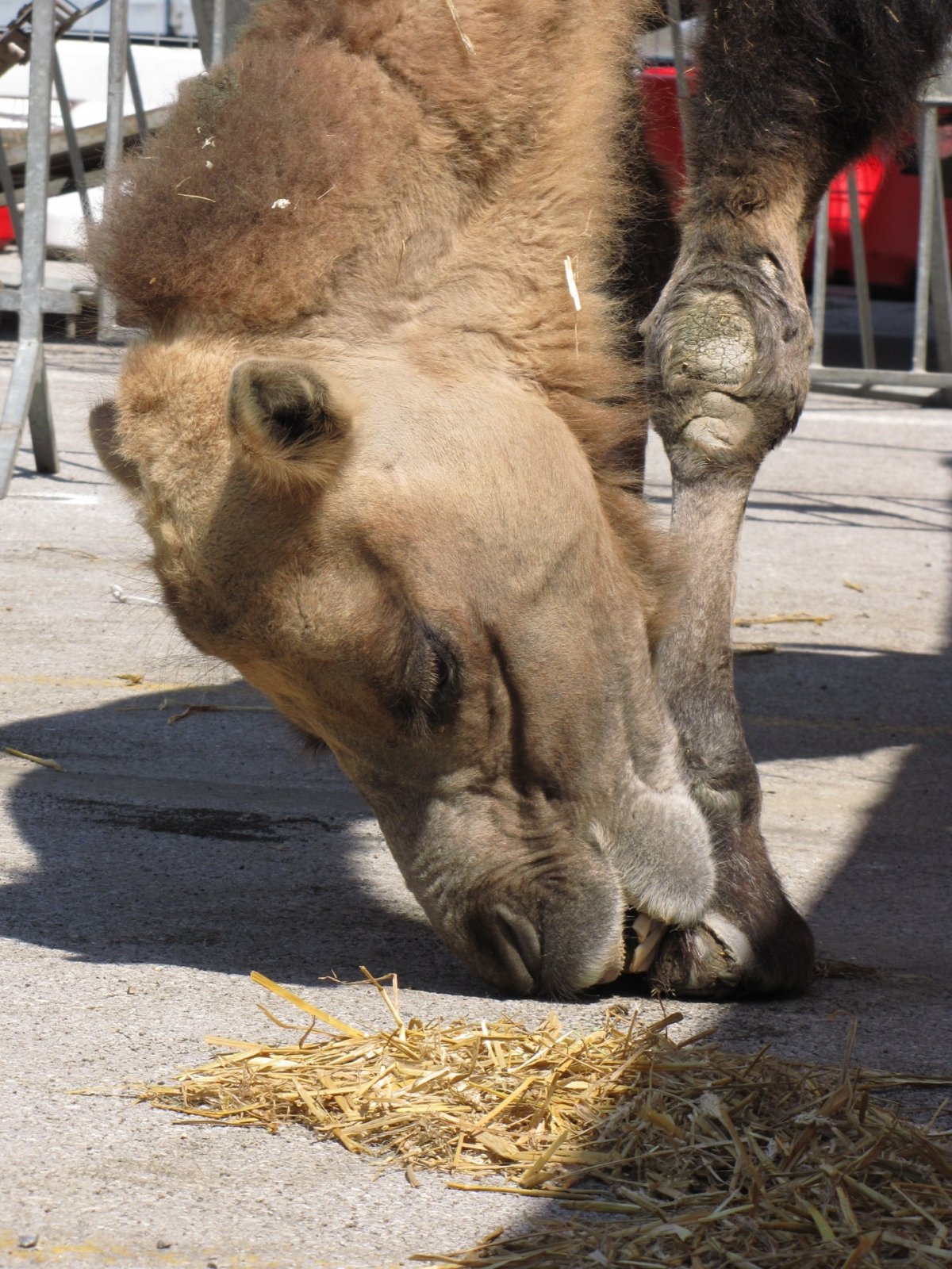 Родина двугорбого верблюда