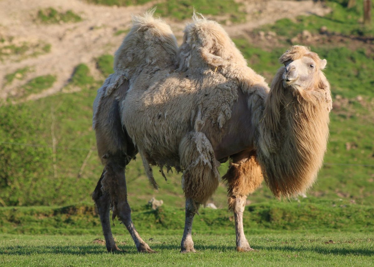 Инджаз верблюд