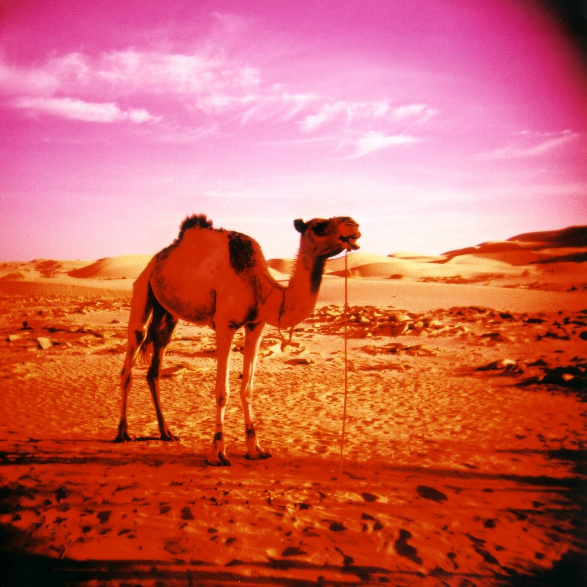 Одногорбый кузен бактриана