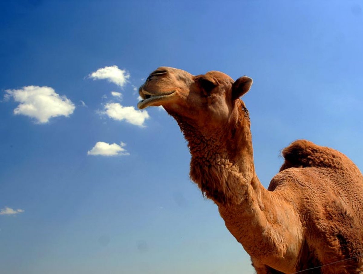 Девушка на верблюде