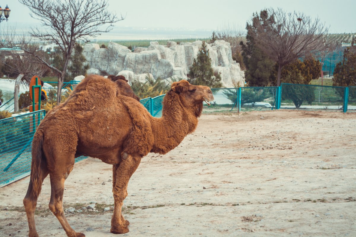 Верблюд фон