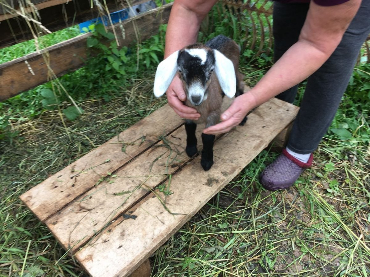 Альпо-нубийские козы